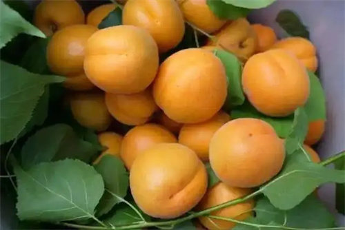 详细说明