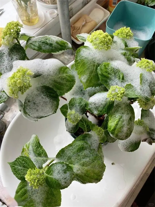 细节介绍